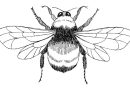 Beetle Coloring Pages