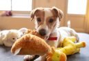 Toys to Keep Your Pet Occupied at Home