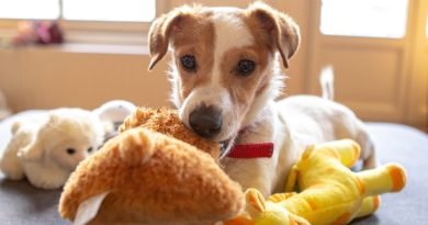 Toys to Keep Your Pet Occupied at Home