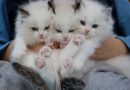 Cats for sale