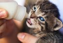 Hiring a Professional Pet Care
