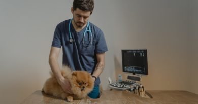 What To Look For When Choosing a Vet