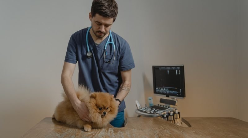 What To Look For When Choosing a Vet