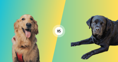 Golden Retriever vs. Labrador - A Detailed Comparison
