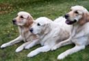 Nutrition for Golden Retrievers- A Complete Guide to a Balanced Diet