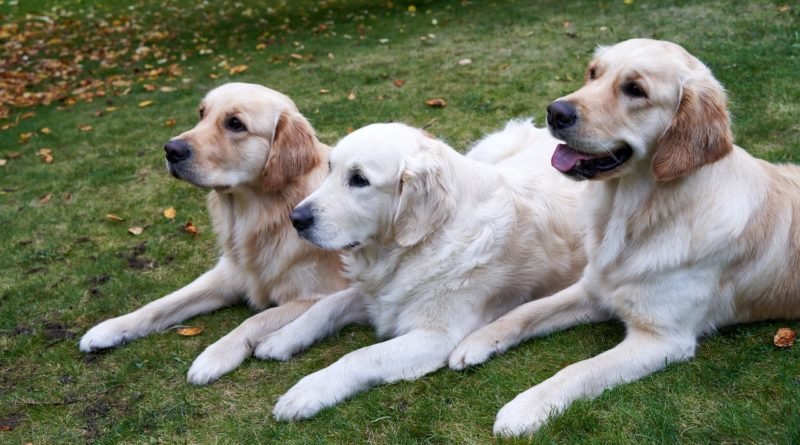 Nutrition for Golden Retrievers- A Complete Guide to a Balanced Diet