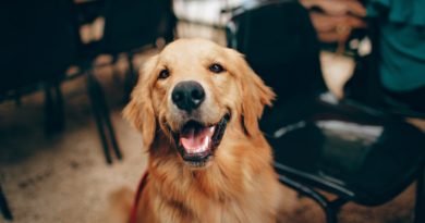 Price Guide- The Cost of Owning a Golden Retriever in India