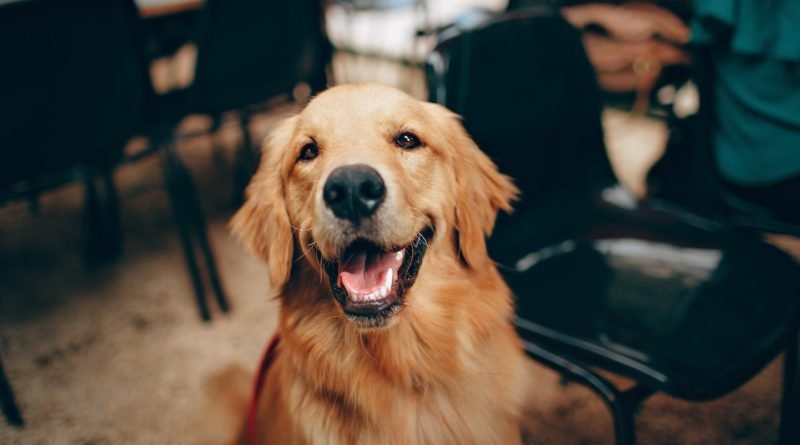 Price Guide- The Cost of Owning a Golden Retriever in India