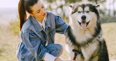 7 Grooming Mistakes to Avoid with Your Dog