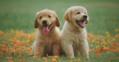The Adorable World of Cute Dog Breeds- A Complete Guide for Indian Pet Lovers