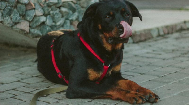 Understanding the Temperament of Rottweilers