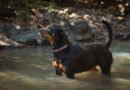 Rottweiler Price in Kerala- A Comprehensive Guide