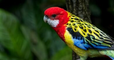 Australian Parrots Price in India