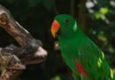 Eclectus Parrot Prices in India