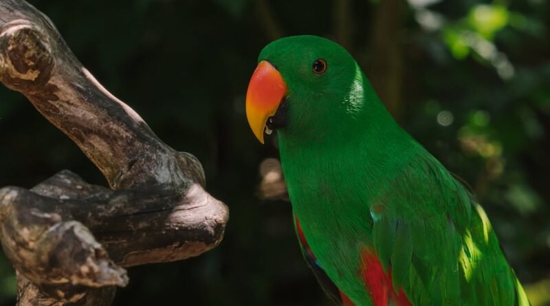 Eclectus Parrot Prices in India