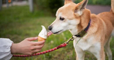 Healthy Human Foods You Can Treat Your Dog To