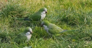 Quaker Parrot (Monk Parakeets) Price in India